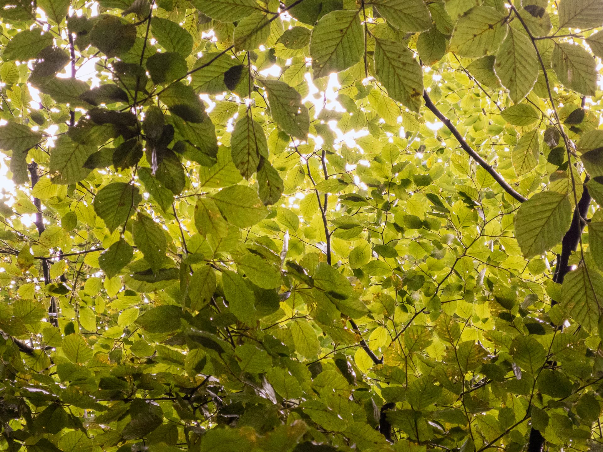 Sonnenlicht im Buchenlaub
