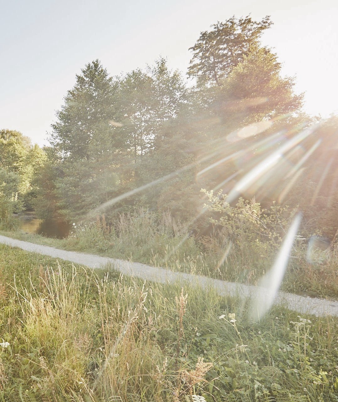 Kiesweg durch eine Sommerwiese an der Würm im Licht der tief stehenden Sonne