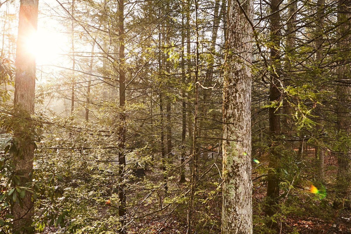 Wald im Gegenlicht der Morgensonne